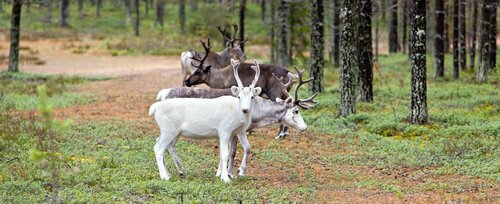 Holiday Club Kuusamo Tropiikki Apartments, Boek Appartement Hotels in North Ostrobothnia met ontbijt, Ontbijt