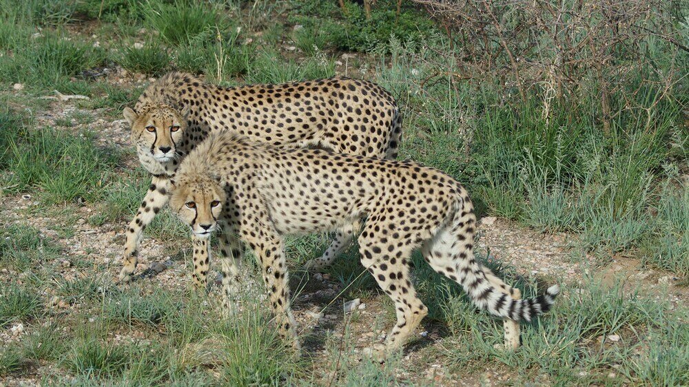 Leopard Lodge