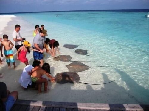 Plus View Maldives, Prenota Affittacamere Thulhaadhoo 