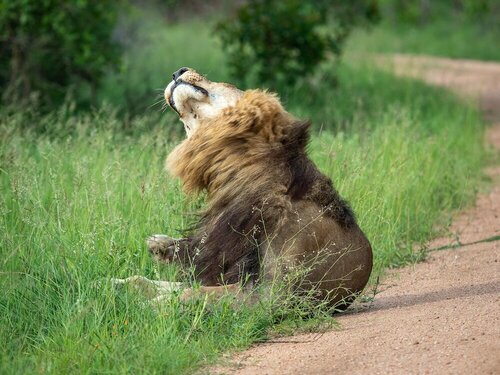 Honeyguide Tented Safari Camps - Mantobeni, Забронировать Отель Национальный парк Крюгера Мпумаланга