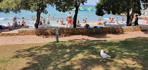 Hotel Delfin Plava Laguna, Rezervovat Hotel Funtana Poreč Riviera