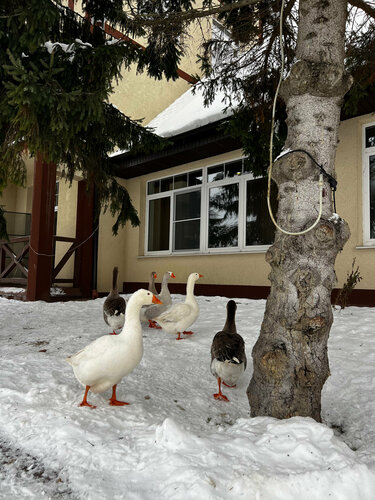 Tselinburg Guest House, Rezerwuj Pensjonat Kaliningrad Obwód kaliningradzki