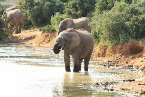 Elephants Footprint Lodge, Забронировать Гостевой дом Блууотер-Бэй 