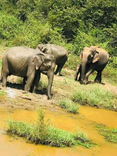 Wildlife Safari House, Rezervasyon Misafirhane Angunakolapelessa Ratnapura District