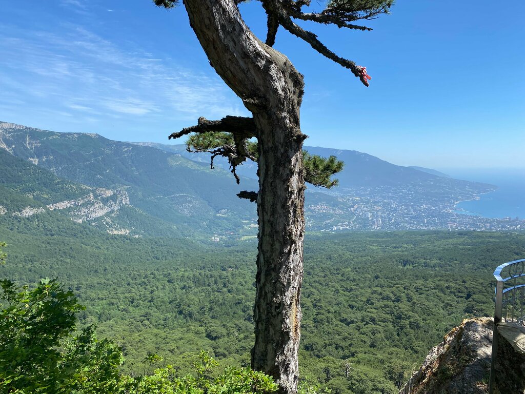 Тайга
