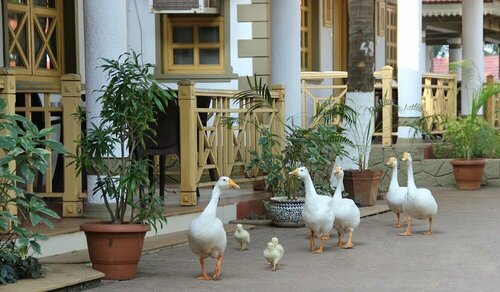 Golden Swan Beach Resort, Забронировать Курортный отель Муруд штат Махараштра
