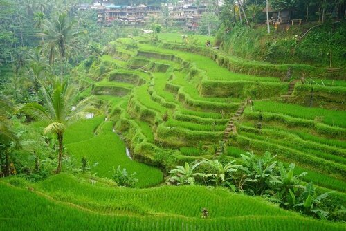 Hillside Eden Bali, Rezerwuj Willa Hotele SPA w Bali, SPA