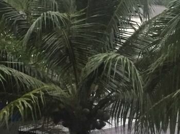 Palma Resort, Забронировать Курортный отель Отели Патонг-Бич с бассейном, рядом с Торговый центр Banana Walk, Бассейн