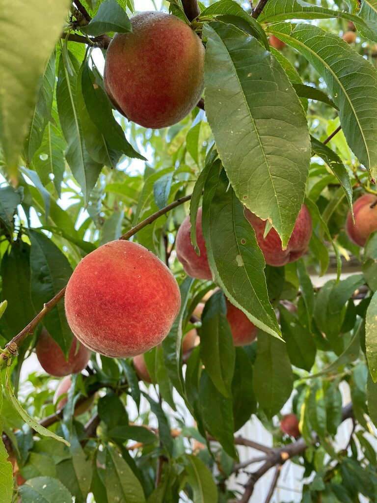 Перовский Дворик