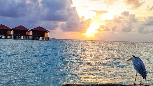 Filitheyo Island Resort, Book Ferieresort 4-stjernede hoteller i Faafu Atoll, 4*