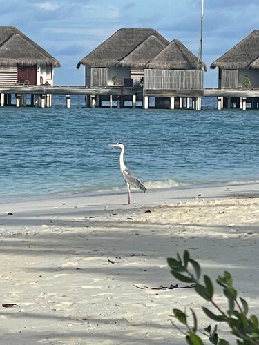 Dusit Thani Maldives, Prenota Resort Dharavandhoo 