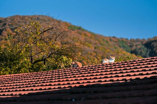 Casa Dives - Transylvania, Prenota Affittacamere  