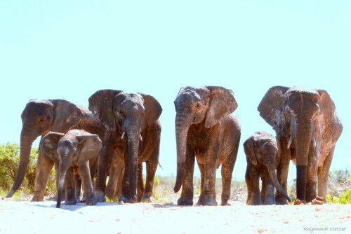 Elephants Lodge - Bellevue Forest Reserve, Buchen Sie Hotel Paterson 