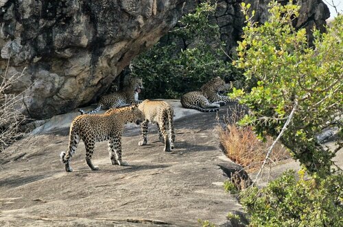 Back of Beyond - Safari Lodge Yala, Забронировать Отель Тиссамахарама 