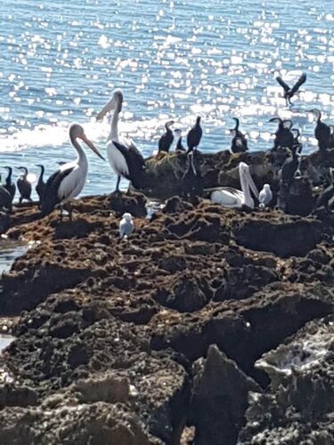 Trading Places Kangaroo Island, Boek Vakantiehuis Penneshaw 