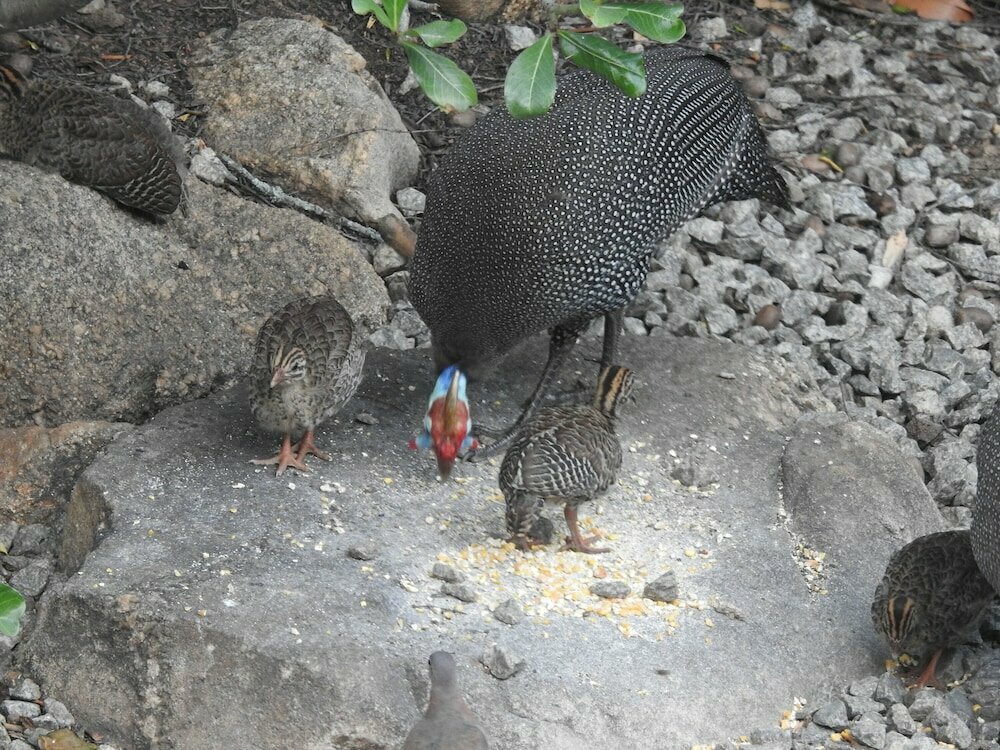 Birds Babble Self Catering