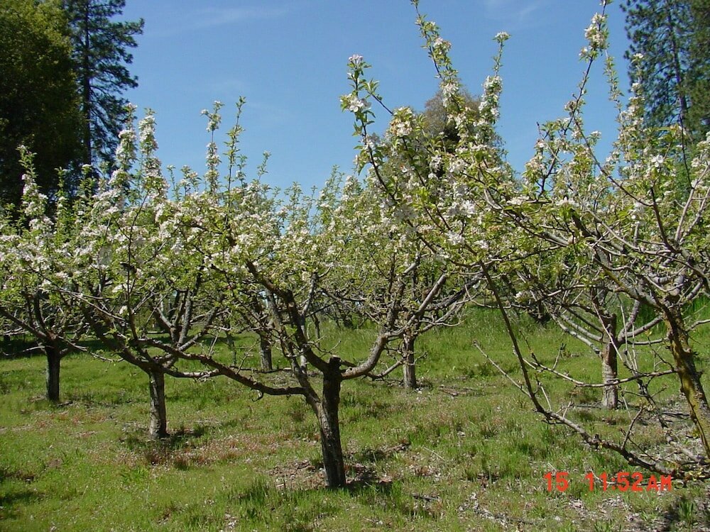 Apple Blossom Inn