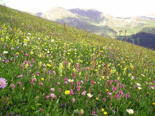 Arche de Noé B&B, Забронировать Отель «постель и завтрак» Вербье Verbier - St.Bernard