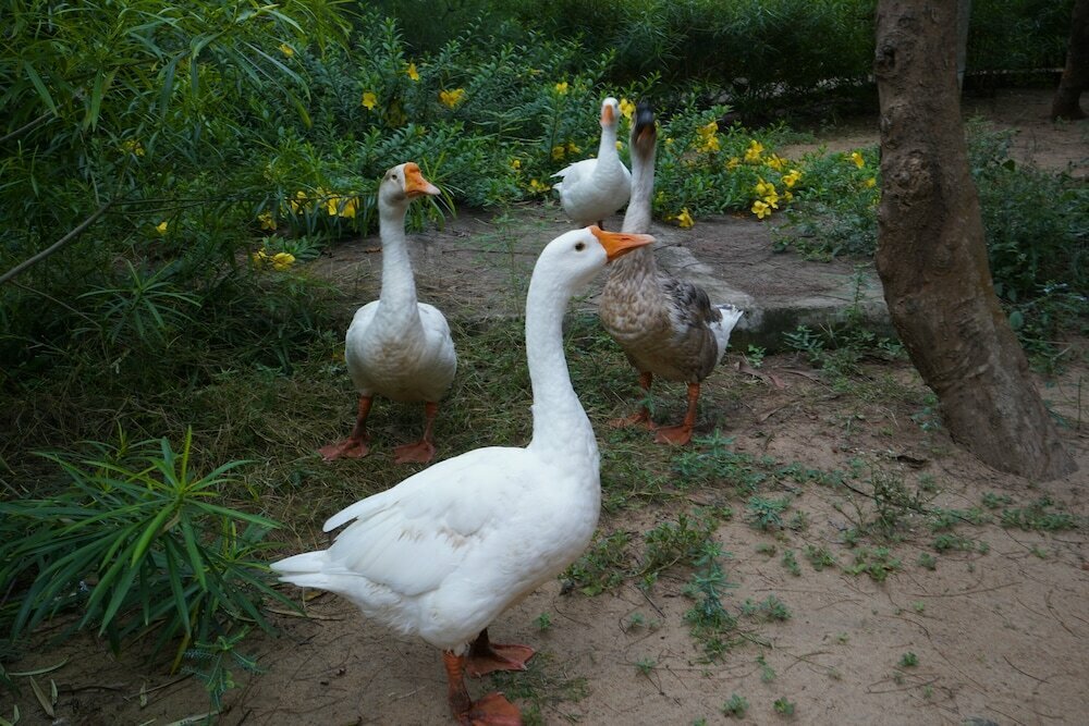 Lotus an Eco Resort Konark