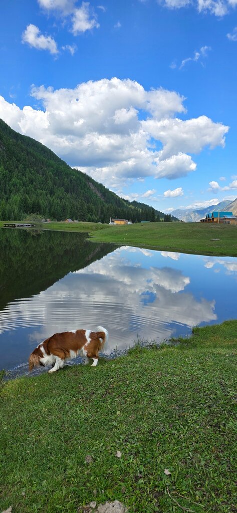 Клевер