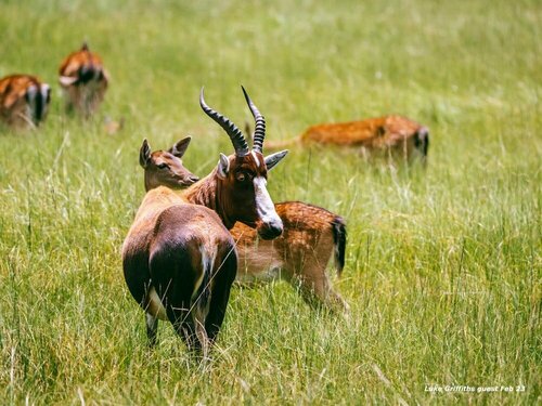 Airport Bird & Game Lodge, Buchen Sie Pension Bredell East Rand