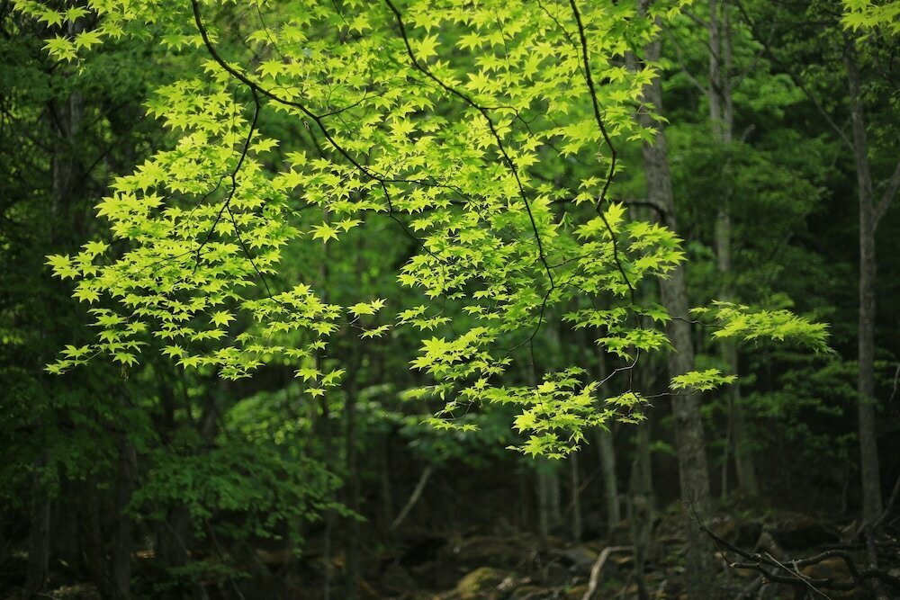 Okukinu-onsenkyou Hatcyo-no-yu