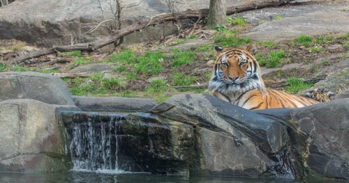 Rodeway Inn Bronx Zoo, Забронировать Отель Бронкс Нью-Йоркская агломерация
