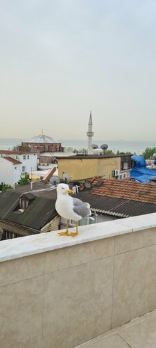 Magnificent Hotel, Rezerwuj Hotel Fatih 