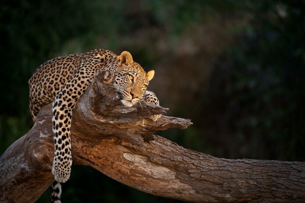 Shalimpo Safari - Mashatu Game Reserve