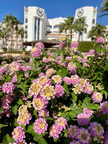 Sheraton Sharm Hotel, Resort, Villas & Spa, Забронировать Курортный отель Шарм-эш-Шейх Южный Синай