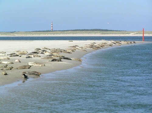Sier aan Zee, Reserva ahora Hotel Hollum 