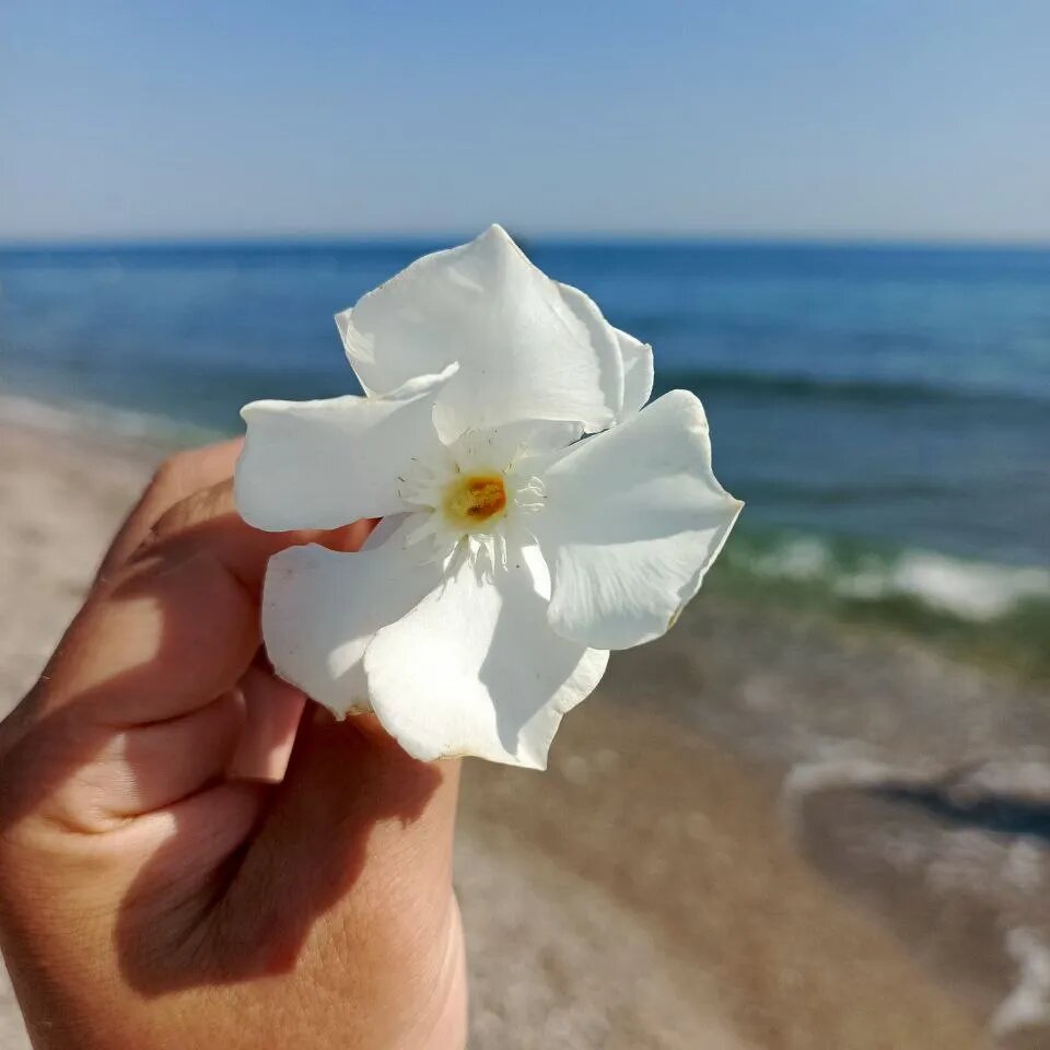 Bahama Beach Konaklı