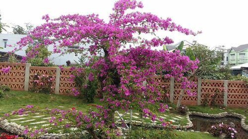 Bach Place Dalat, Prenota Affittacamere Da Lat Lam Dong