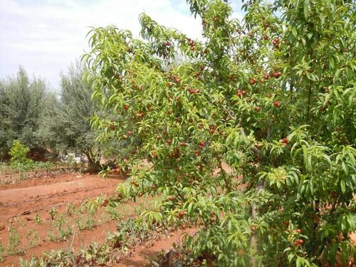 Riad Jnane Ines, Buchen Sie Pension Taroudant Taroudannt
