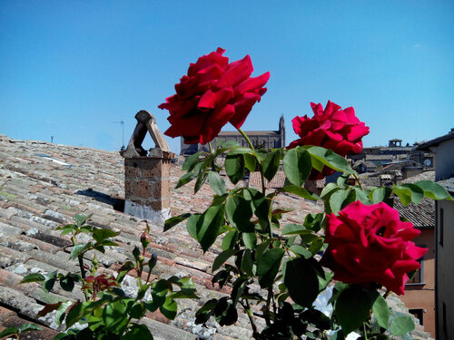 Orvieto in Terrazza, Reserva ahora Hotel Hoteles en Umbría con aparcamiento, Aparcamiento