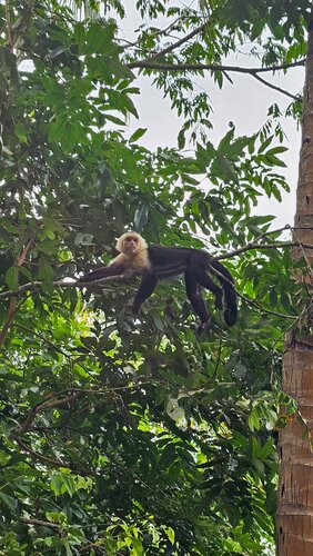 Hotel Manuel Antonio, Rezerwuj Hotel Hotele w Quepos z basenem, Basen