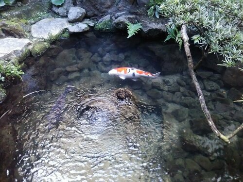 Yadoya Kikokuso, Prenota Affittacamere Shimogyo Ward , vicino a Torre di Kyoto