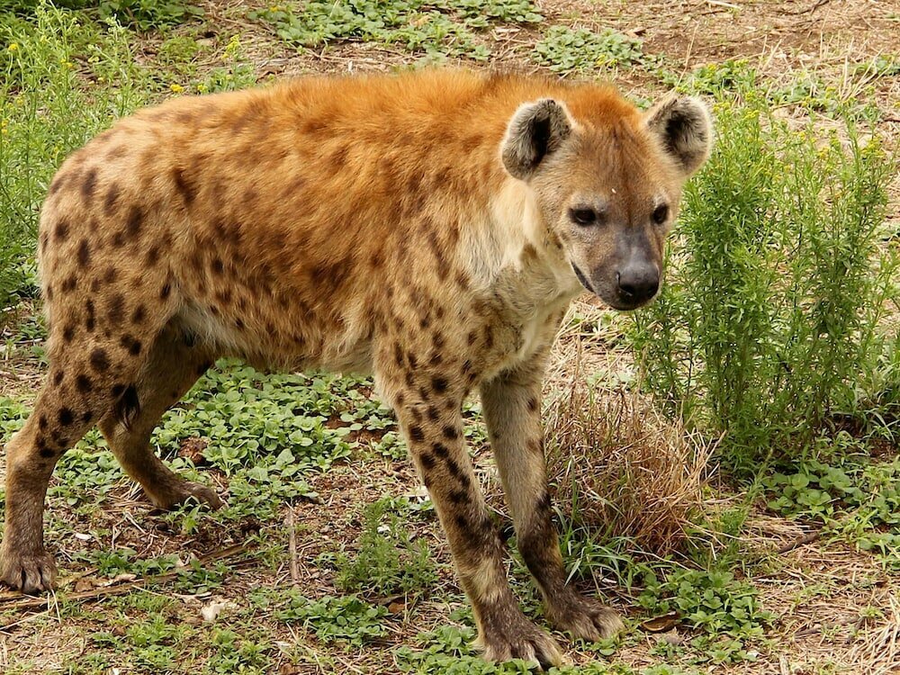 Leopard Lodge