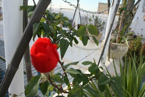 Dar Hassine Allani, Prenota Bed & breakfast Kairouan Qayrawan, vicino a Aghlabid Basin