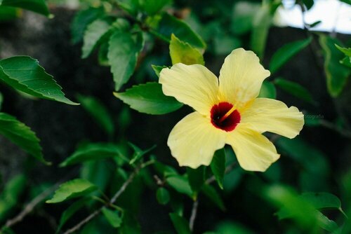 Pousada Hibiscus, Reservar Casa de hóspedes Hotéis em Pernambuco com Piscina, Piscina
