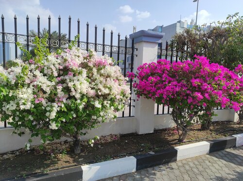 Louloua Beach Resort Sharjah, Забронировать Курортный отель Отели Шарджи с завтраком, рядом с Khalid Sea Port, Завтраки
