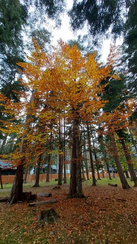 База отдыха Хижина, Забронировать База отдыха Архыз 