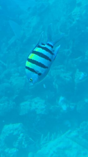 Sea Star Beau Rivage Hotel, Boek Hotel Hurghada Rode Zee