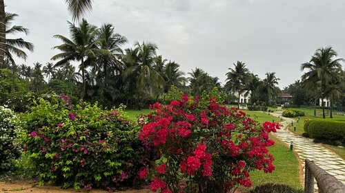 Royal Orchid Beach Resort & Spa, Utorda Beach Goa, Réserver Complexe hôtelier Hôtels à Utorda avec piscine, Piscine
