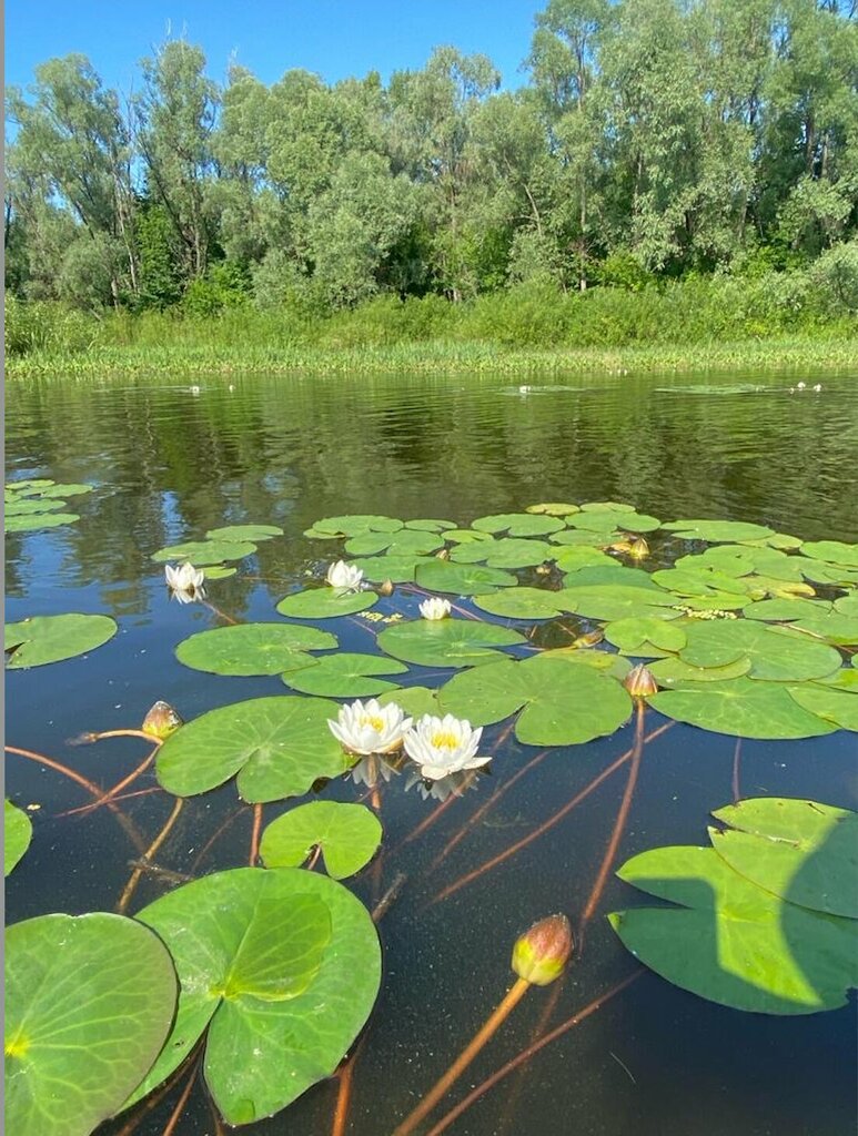 Марийские Избы Шелангуш