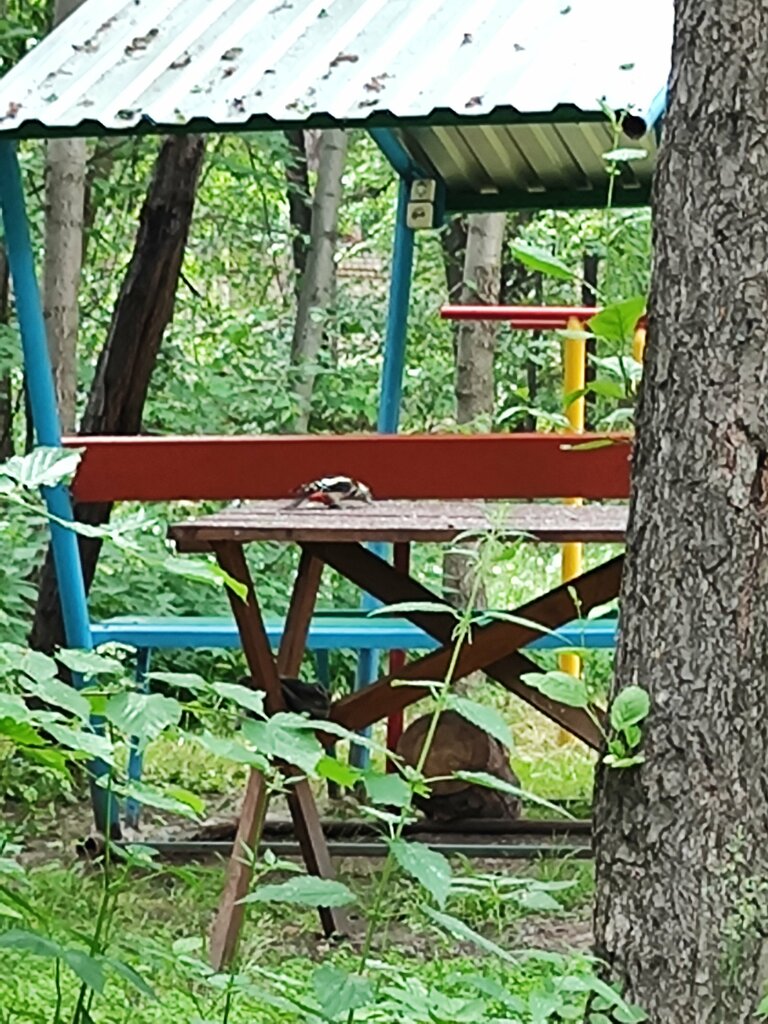 Чайка