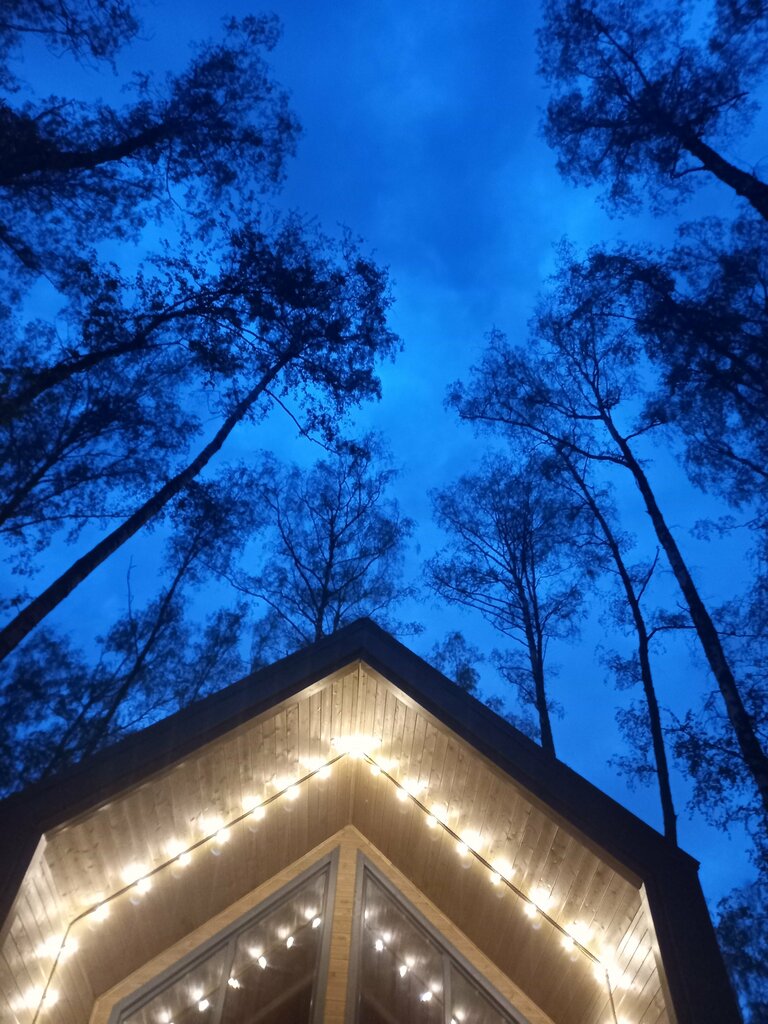 Forest Glamp
