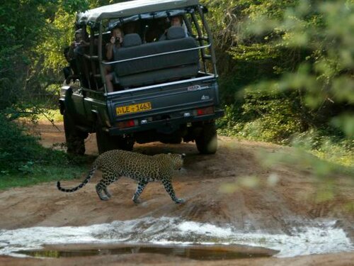Leopard Safaris Yala, 予約 キャンプ場 Kataragama 