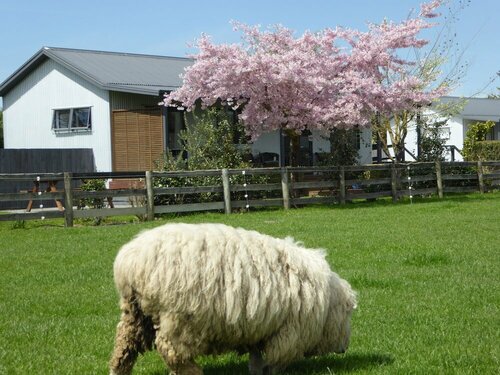 Cottages on St Andrews, Varaa Huoneisto Havelock North Hawke&