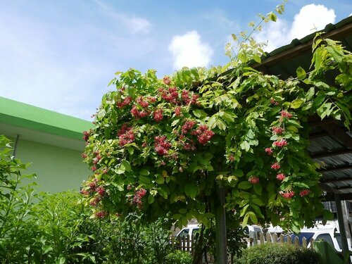 G.T. Guest House, Varaa Matkakoti Garapan Saipan